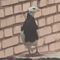 کبوتر طوق سیاه گمشده