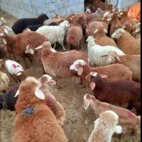 گوسفند بومی کوهستان  بره زنده عقیقه  نذری و..