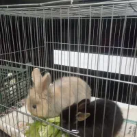 بچه خرگوش لوپ ملوس|موش و خرگوش|سبزوار, قدس|دیوار