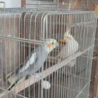 فروش کوتوله برزلی|پرنده|خمینیشهر, |دیوار