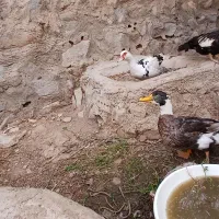 فروش اردک روسی و ساده