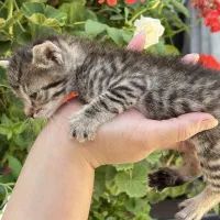 واگذاری رایگان گربه DSH