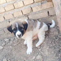 سگ نر|سگ|کارون, |دیوار