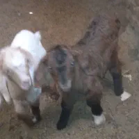 بزغاله یک ماهه و بزغاله بزرگ گوشتی