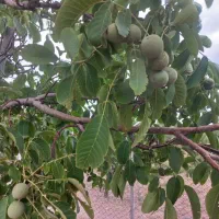 فروش طرح بادامستان|فروش دفتر صنعتی، کشاورزی، تجاری|سامان, |دیوار