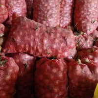 پیاز‌فروشی‌۱۰تن