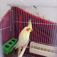 عروس هلندی لوتینو