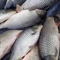 ماهی کپور آمور و... باتحویل رایگان