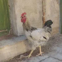 خروس جوان