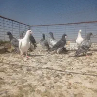 جوجه پلاکی