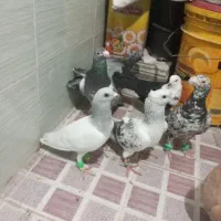 کبوتر