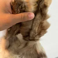 پوست سمور|صنایع دستی و سایر لوازم تزئینی|رشت, گلباغ نماز|دیوار