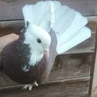 کبوتر شازده|پرنده|ماهنشان, |دیوار