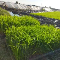 بانک نشاء طارم طلا