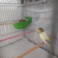قناری جفت با جوجه