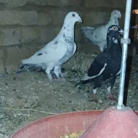 کبوتر|پرنده|بوئین زهرا, |دیوار