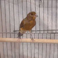 قناری سرخ نر معاوضه با سهره