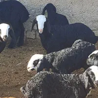 با صرفه و مال بومی ایران میش shali ذات دار|حیوانات مزرعه|تربتحیدریه, |دیوار