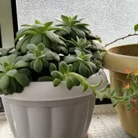 گل اپارتمانی|گل و گیاه طبیعی|خوی, |دیوار