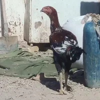 جوجه خروس لاری|حیوانات مزرعه|خمک, |دیوار