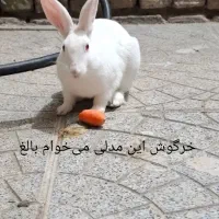 خرگوش هلندی