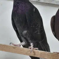 سرخ و چاهی  کاشان