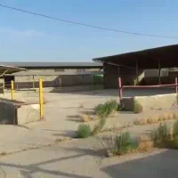 گاوداری صنعتی|فروش دفتر صنعتی، کشاورزی، تجاری|هشتگرد, شهرک راه آهن|دیوار