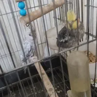 عروس هلندی نرو ماده|پرنده|ملایر, |دیوار