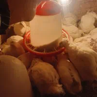 بلدرچین تخم گذار|حیوانات مزرعه|رودشت (اصفهان), |دیوار