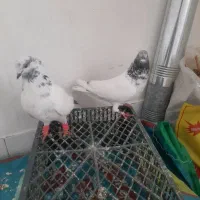 جفت کله دمبی