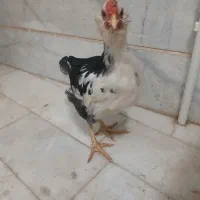 جوجه خروس گلین