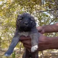 توله‌های سر ابی *اصیل