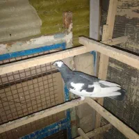 سلام کبوتر پرشی و یاهو|پرنده|قم, مسجد امام حسن|دیوار