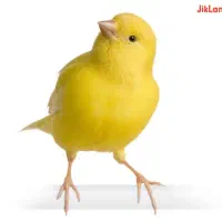 قناری ماده