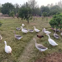 غاز - فروش ویژه|حیوانات مزرعه|بابل, |دیوار