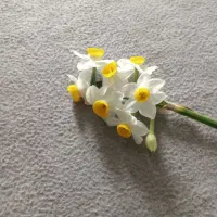 گل نرگس|گل و گیاه طبیعی|آبدانان, |دیوار