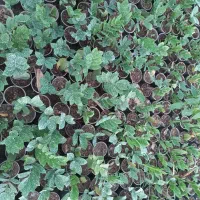 گل وگیاه|گل و گیاه طبیعی|خان ببین, |دیوار