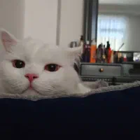 گربه پرشین لانگ هیر