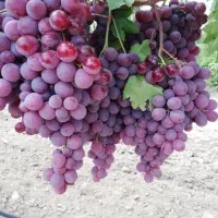 عرضه انواع نهال مثمر