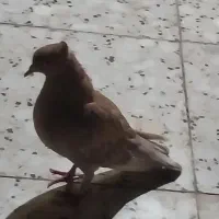کبوتر