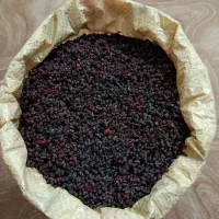 زرشک‌کوهی‌سیاه‌