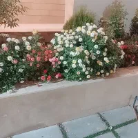 اجاره-ی-منزل-مسکونی