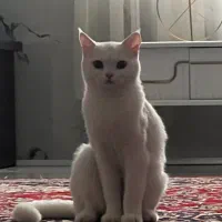 ملوس