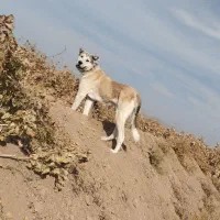 سگ اصیل|سگ|لیلان, |دیوار