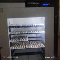 جوجه یک الی ۵روزه نژادسنگین|حیوانات مزرعه|مشهد, ایثار|دیوار