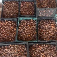 خرما|عمده‌فروشی|بندر ماهشهر, |دیوار