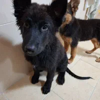 سگ ژرمن|سگ|کاشان, شهرک فرهنگیان|دیوار