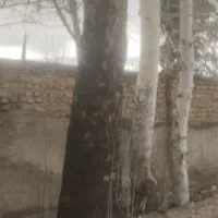 خریدار انواع چوب و درخت
