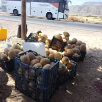 جانا و گردآبادی طالبی درجه 2 مجانی