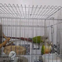 طوطی گرینچیک